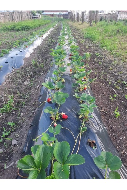 Полуниця Гігантела - вирощування у грядці з чорною плівкою